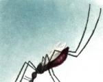 Как защитить ребенка от комаров